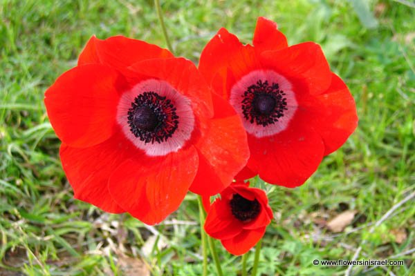 Anemone coronaria,Nitzanim, Flower buds, ניצנים